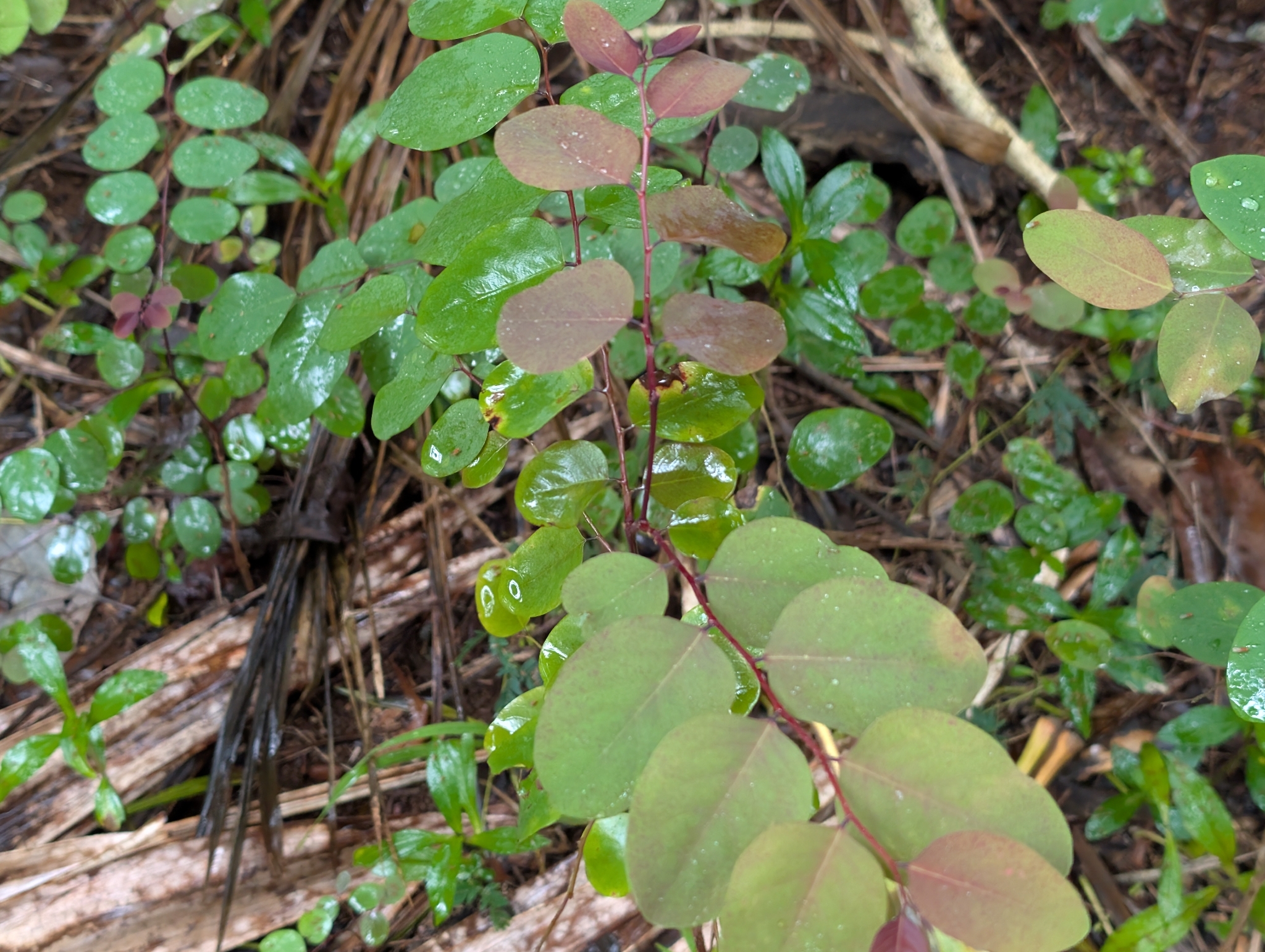 Snowbush (Breynia disticha)