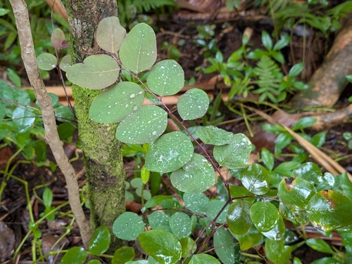 Breynia disticha