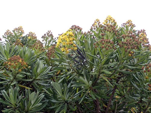 Brachyglottis huntii, photograph 5