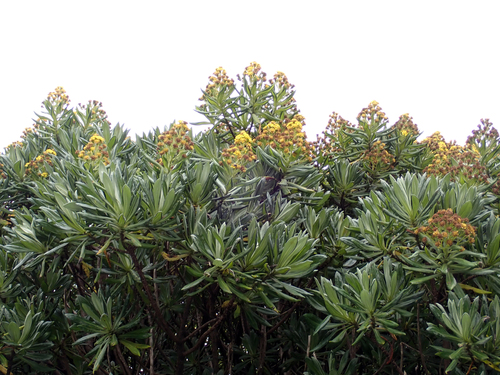 Brachyglottis huntii, photograph 4