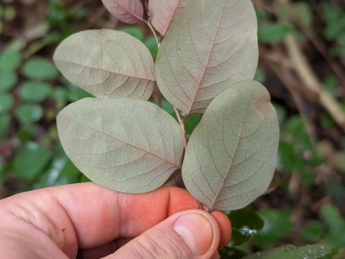 Breynia disticha