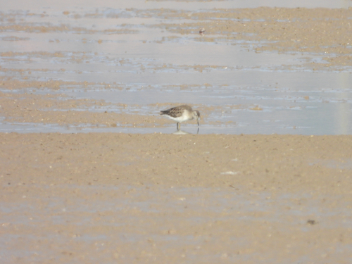 Wood Sandpiper