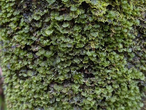 Trichomanes parvulum, photograph 2