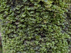 Trichomanes parvulum, photograph Damien Wallace, CC0, iNaturalist via GBIF