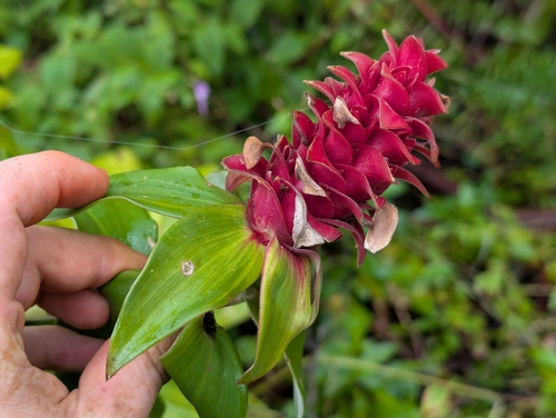 red tower ginger (Costus comosus)