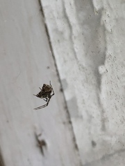 Theridiidae