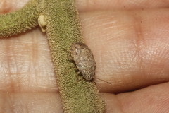 Discocephalessa notulata