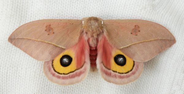 Cecrops Eyed Silkmoth
