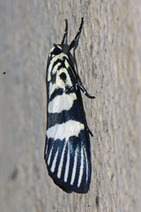 Heortia vitessoides