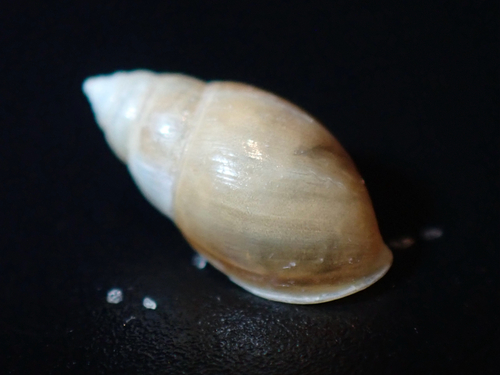 Mouse-eared Snail, Maine, US, photo 9 of 10