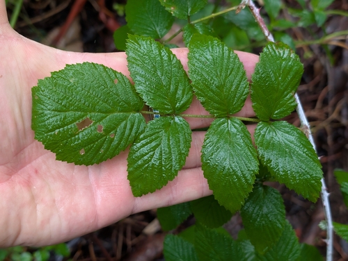 Rubus niveus observed 2026-02-14