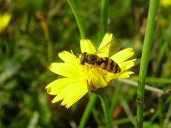 Eupeodes latifasciatus