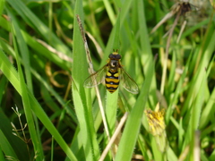 Eupeodes latifasciatus