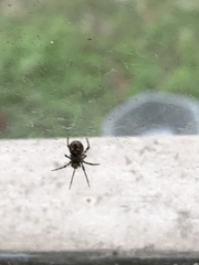 Theridiidae