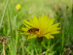 Eupeodes latifasciatus
