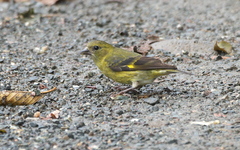 Spinus spinescens nigricauda