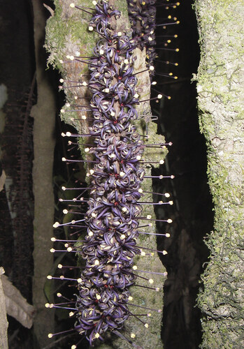Red Bopple Nut (Hicksbeachia pinnatifolia)