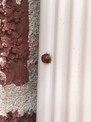 Harmonia axyridis