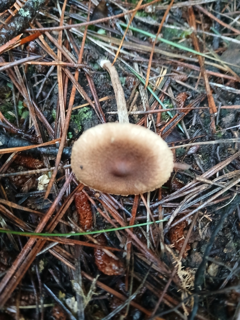 Inocybe sindonia · February 2026 · photo: © claire_grace83 (iNaturalist, cc-by)