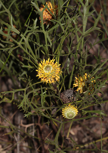 Isopogon petiolaris, photograph 2