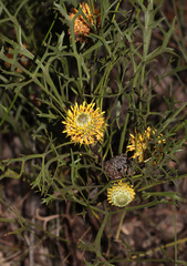 (c) Lachlan Copeland, some rights reserved (CC BY-SA) Isopogon petiolaris, photograph (c) Lachlan Copeland, some rights reserved (CC BY-SA)