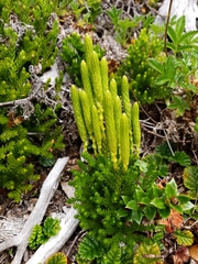 Austrolycopodium magellanicum