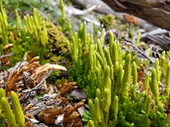 Austrolycopodium magellanicum