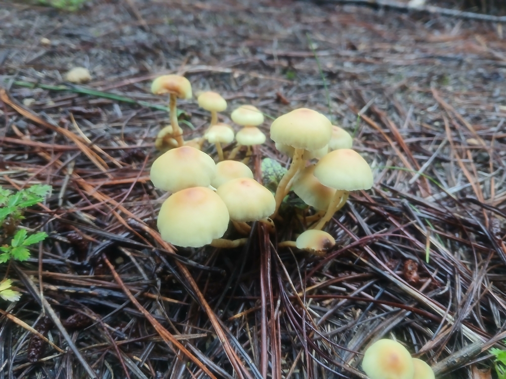 Hypholoma acutum · February 2026 · photo: © claire_grace83 (iNaturalist, cc-by)
