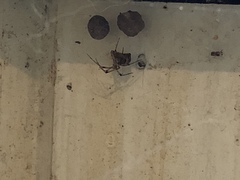 Theridiidae