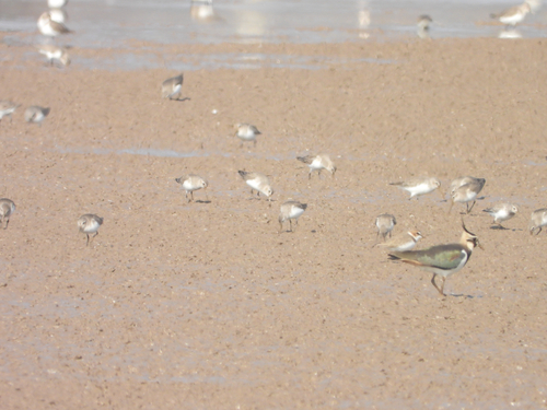 Dunlin