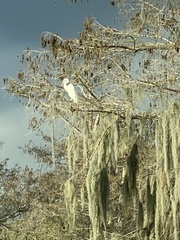 Ardea alba