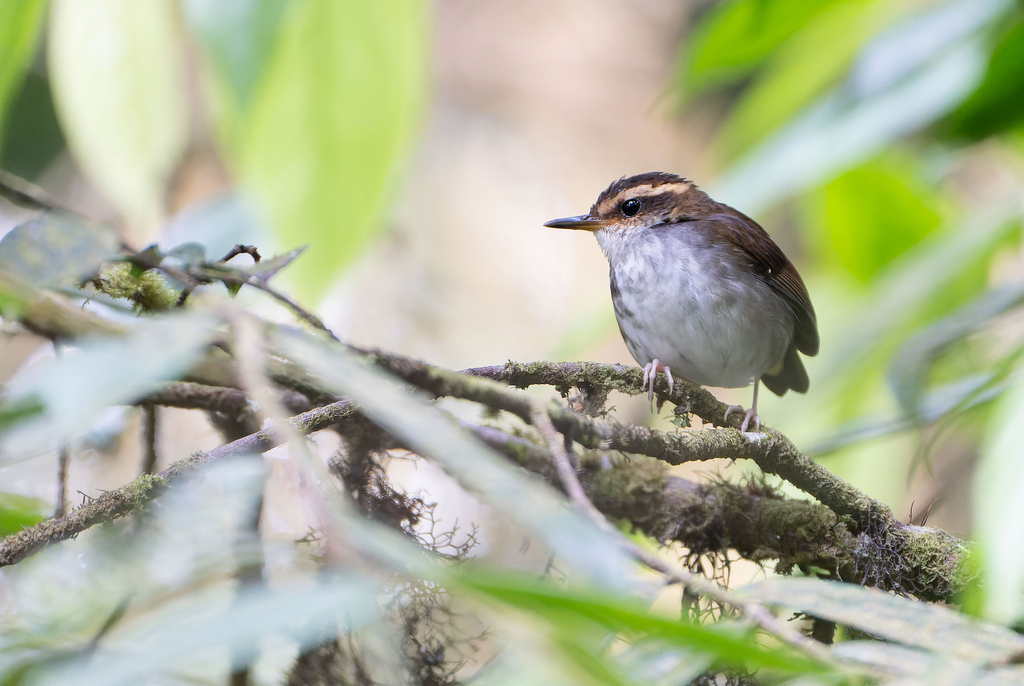 Bornean Stubtail (Urosphena whiteheadi)
