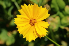 Coreopsis grandiflora