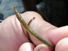 Pseudophallus starksii