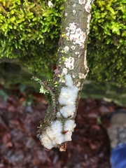 Exidia thuretiana