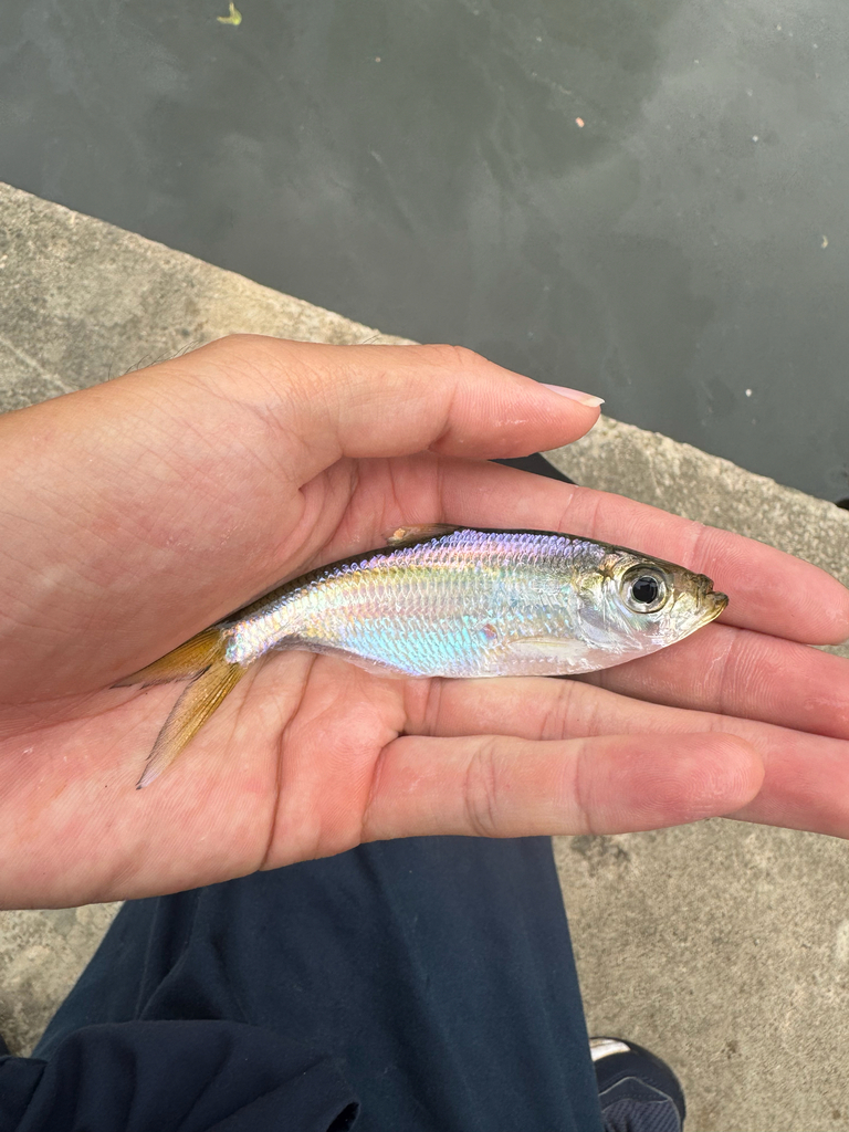 Banded ilisha (Ilisha striatula) — Pristigasteridae