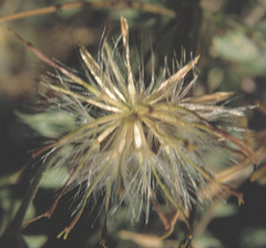 Brickellia coulteri