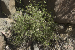 Brickellia coulteri