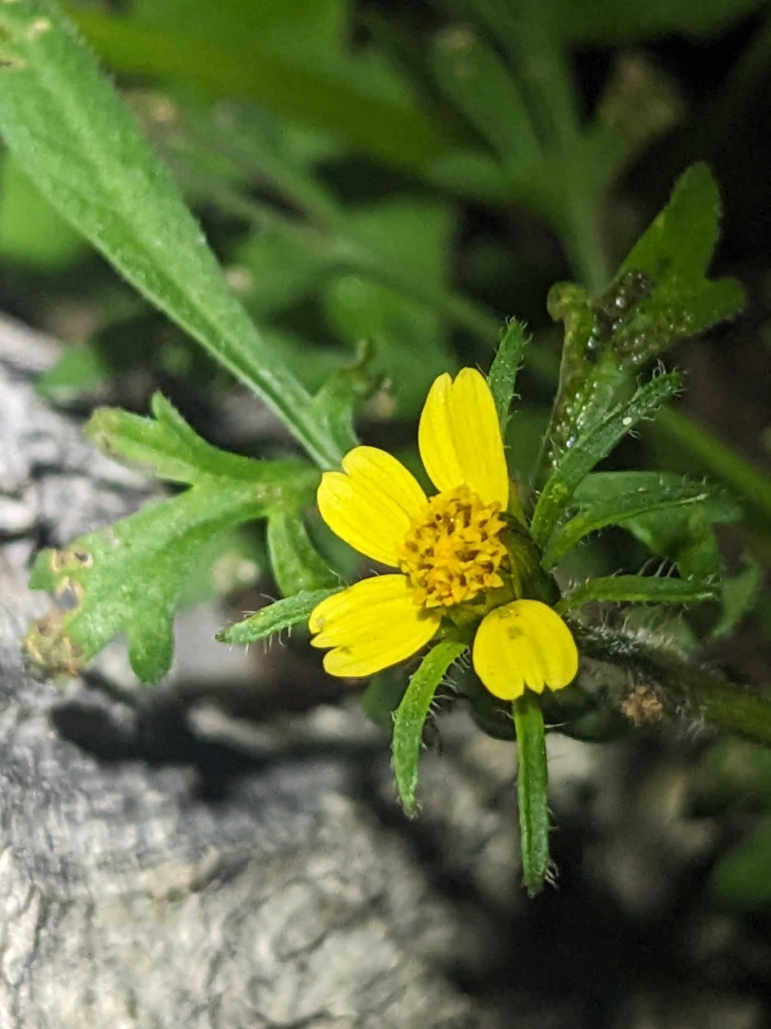 Spanish Needles (Bidens bipinnata)