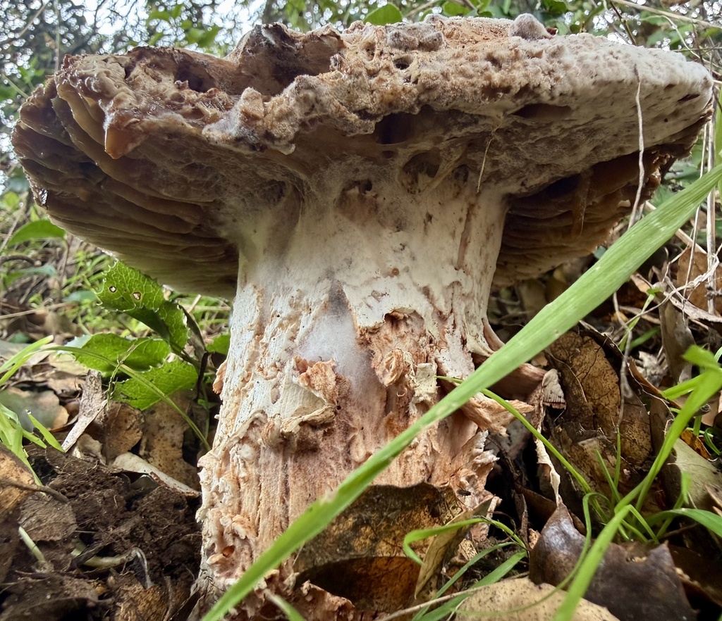 Amanita novinupta · February 2026 · photo: © hllrnnr (iNaturalist, cc0)