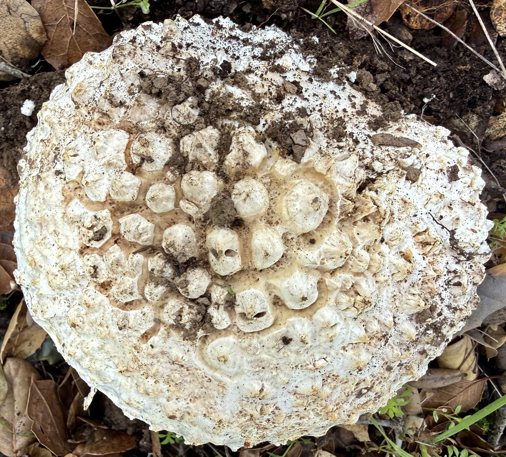 Amanita magniverrucata · February 2026 · photo: © hllrnnr (iNaturalist, cc0)
