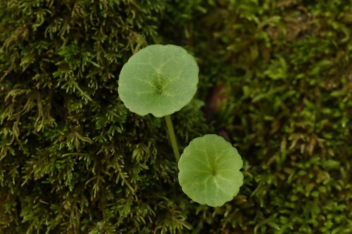 Intermediate Navelwort (Umbilicus intermedius)