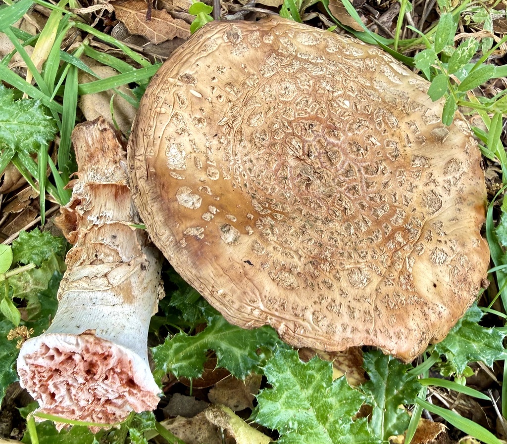 Amanita novinupta · February 2026 · photo: © hllrnnr (iNaturalist, cc0)