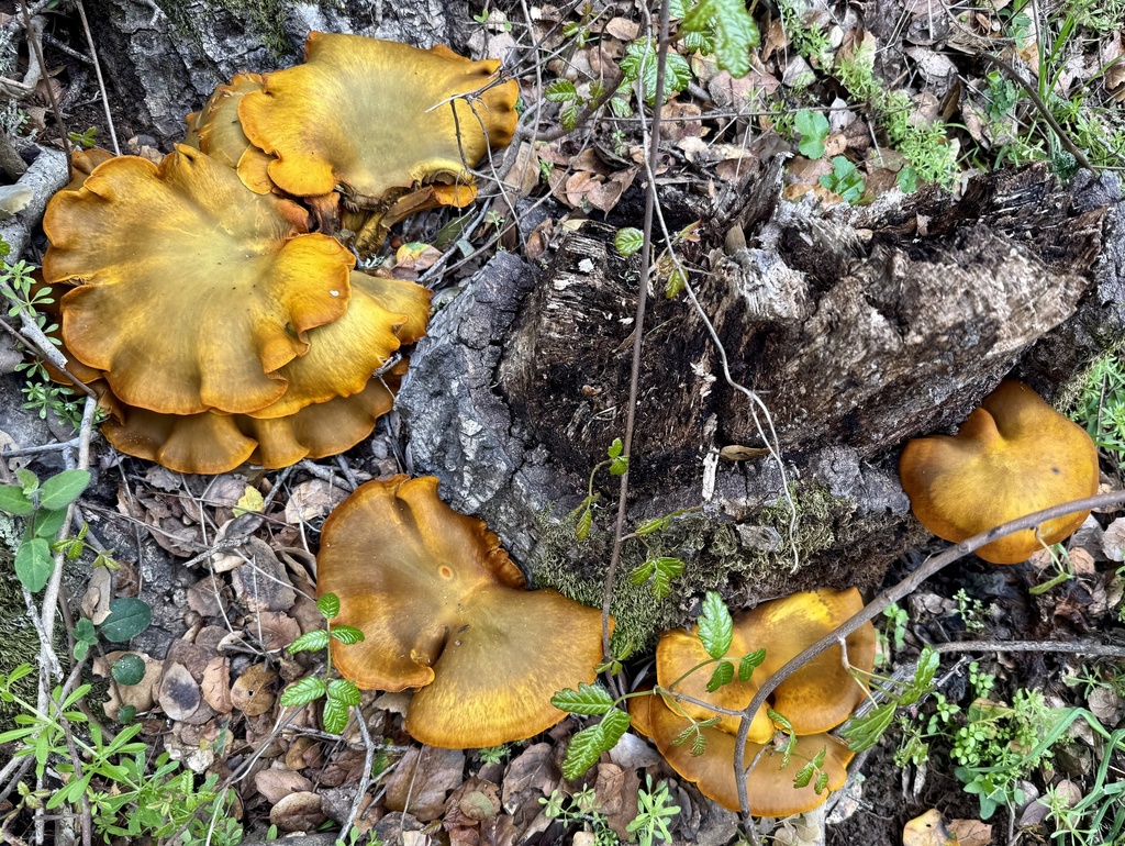 Omphalotus olivascens · February 2026 · photo: © hllrnnr (iNaturalist, cc0)