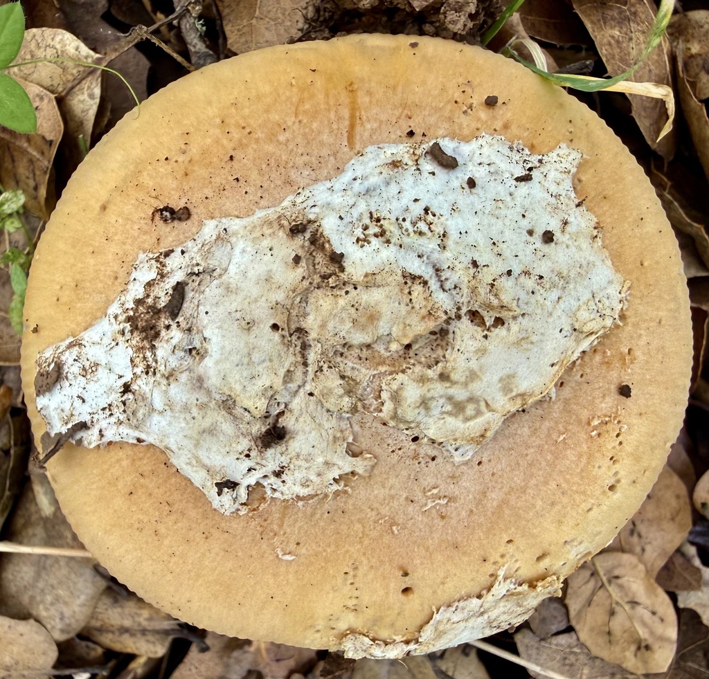 Amanita velosa · February 2026 · photo: © hllrnnr (iNaturalist, cc0)