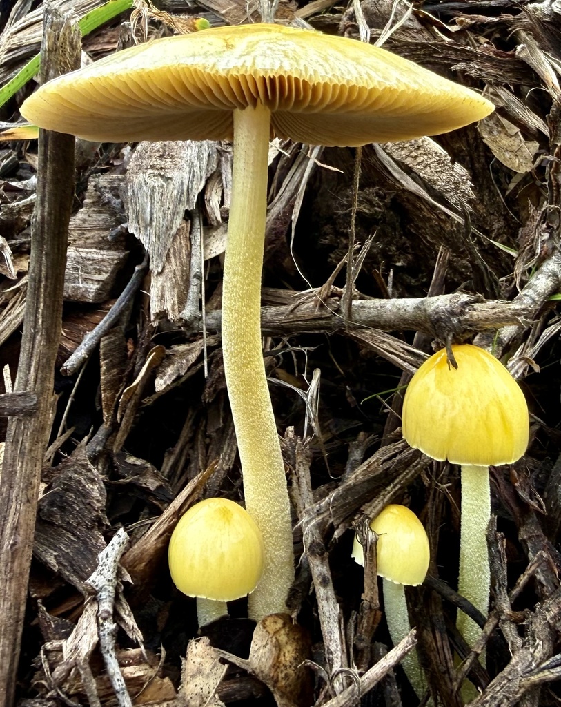 Bolbitius titubans · February 2026 · photo: © hllrnnr (iNaturalist, cc0)