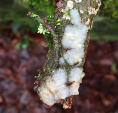Exidia thuretiana