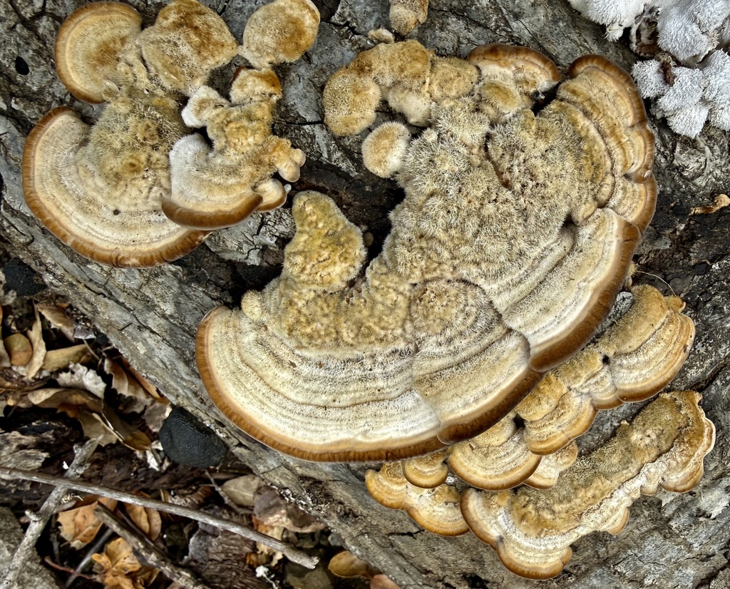 Trametes betulina · February 2026 · photo: © hllrnnr (iNaturalist, cc0)