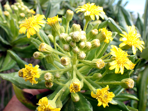 Brachyglottis huntii, photograph 2