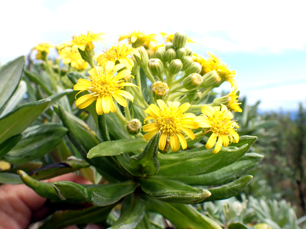Brachyglottis huntii; photograph author not stated, no rights reserved